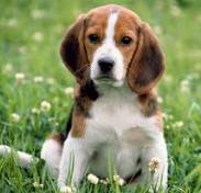 บีเกิ้ล (Beagle) 3