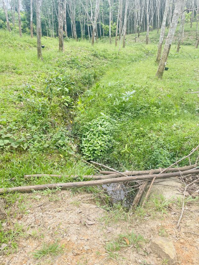 ที่ดินสวนยาง 3