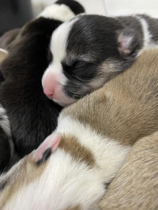 ลูกหมา 3