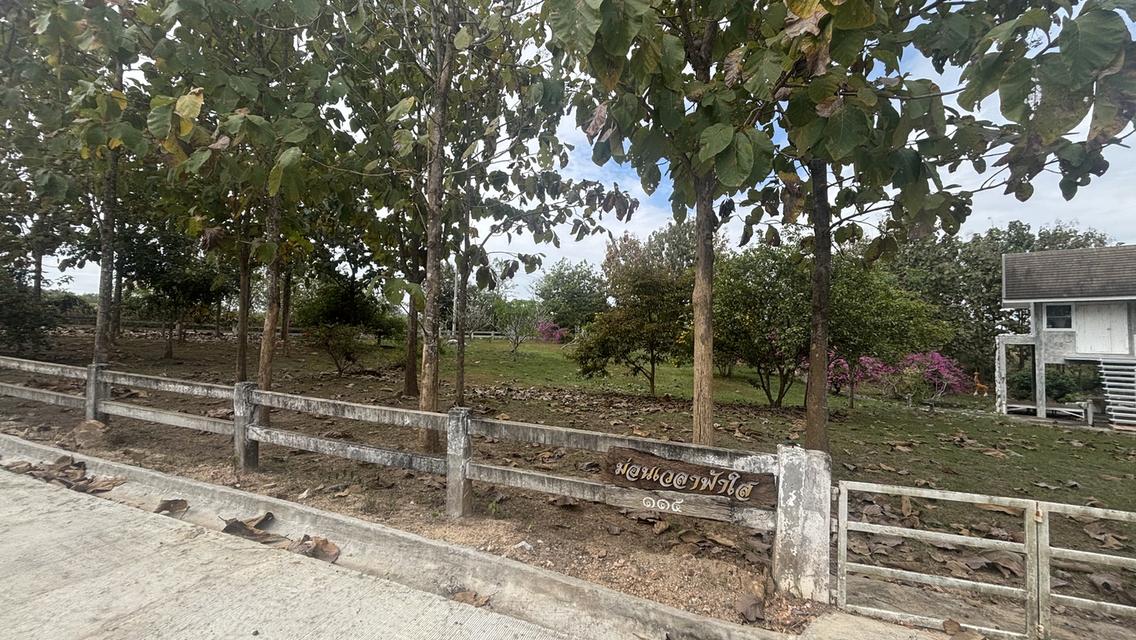ที่ดินพร้อมบ้าน 2 ไร่ 2.7 ล้าน ต.วังหมี บ้านโคกสันติสุข 9