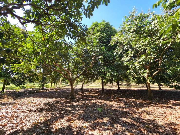 ขายสวนผลไม้ อำเภอขลุง  จันทบุรี พร้อมให้ผลผลิต 6