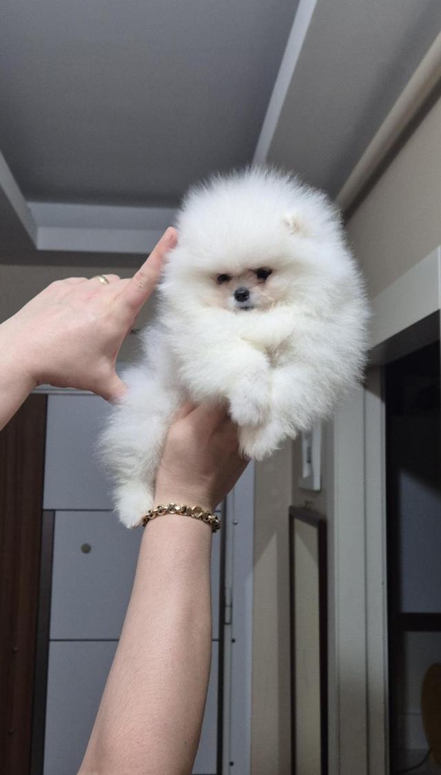 Teacup Pomeranian puppies Lucia and diego