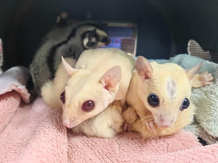 ขาย Sugar Glider สีขาว 2