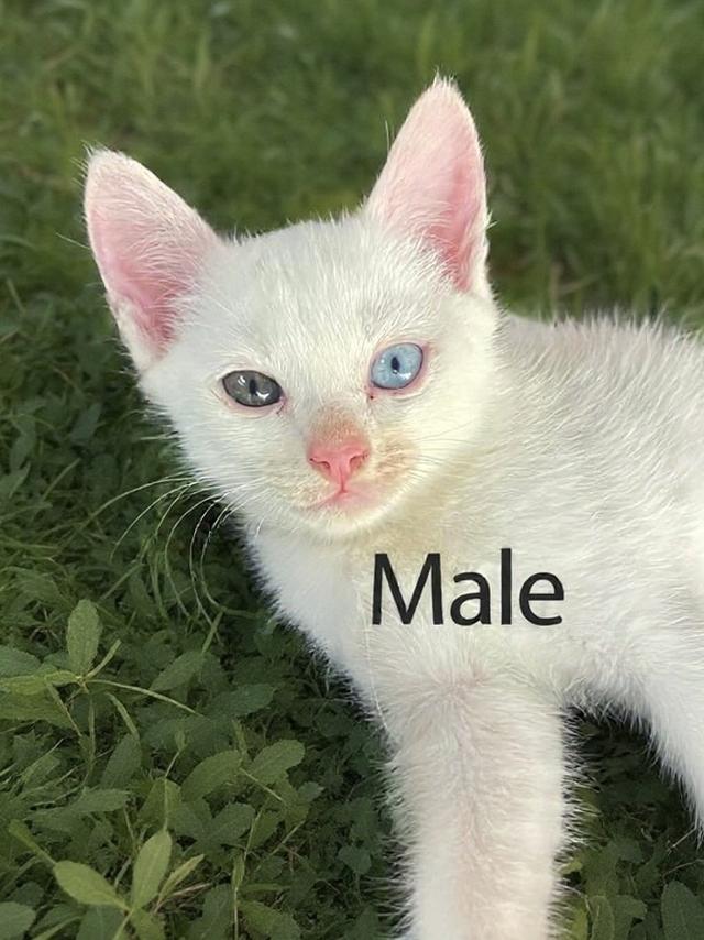 [เด็กๆพร้อมย้ายบ้านทั้ง3]พ่อพันธุ์ แม่พันธุ์ ไม่แบ่งครับ | แมวสายพันธุ์ขาวมณี(The White Pearl),แมวสายพันธุ์สก็อตติชโฟลด์(Scottish fold) รูปที่ 2