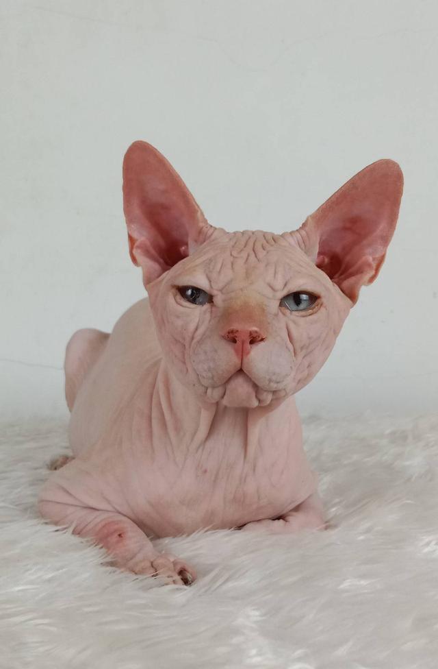 14.แมวสฟิงซ์/เพศผู้ หาบ้าน Sphynx Cat/Male looking for a new home 5