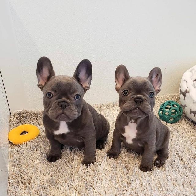 French Bulldog Puppies WhatsApp me : +66 63 826 3042