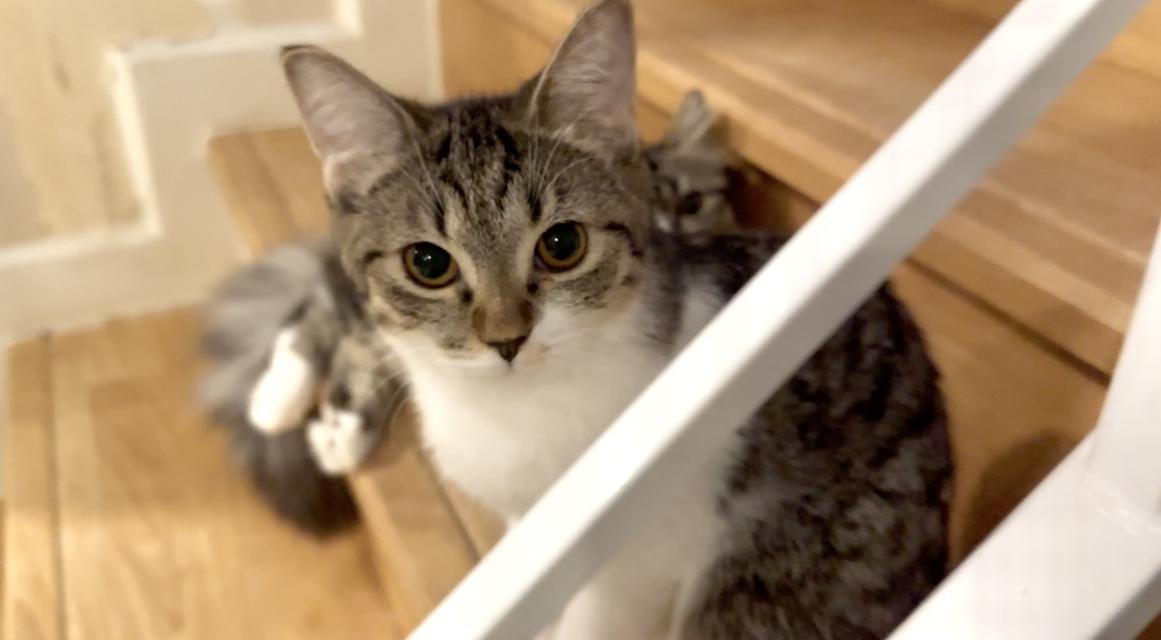 ลูกแมวหน้าแบ๊วตากลม (ผู้หญิง) 🐈🐈‍⬛💕