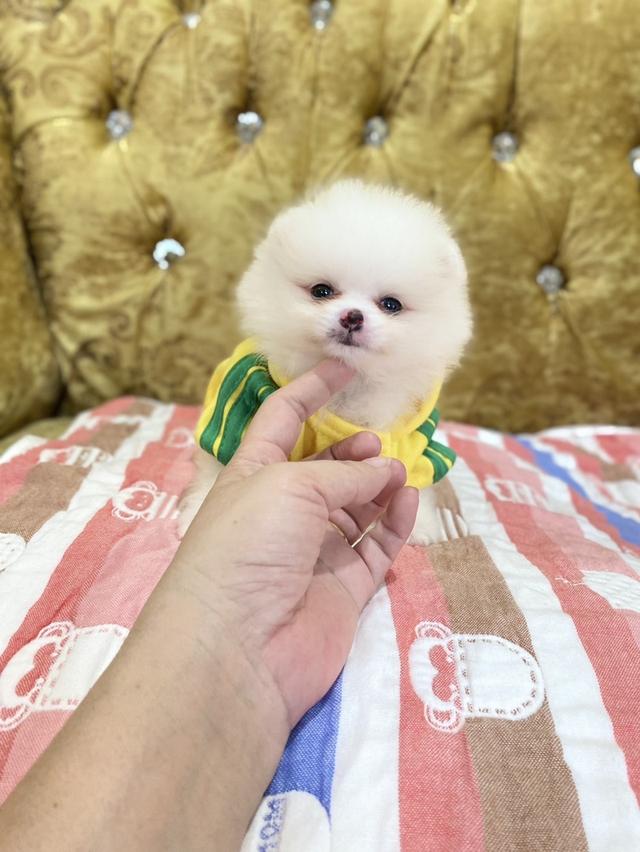 ลูกสุนัขปอมแท้ ไซสเล็ก 