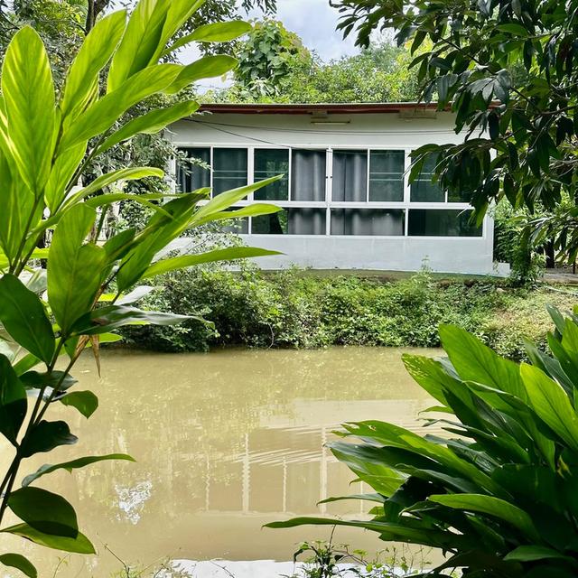 ขายถูกมาก ที่ดินพร้อมบ้านสวน 2ไร่2งาน5ตรว. 9