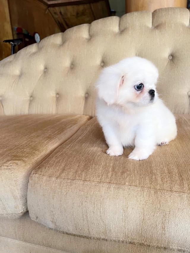 ลูกสุนัข Pekingese สีขาว 5