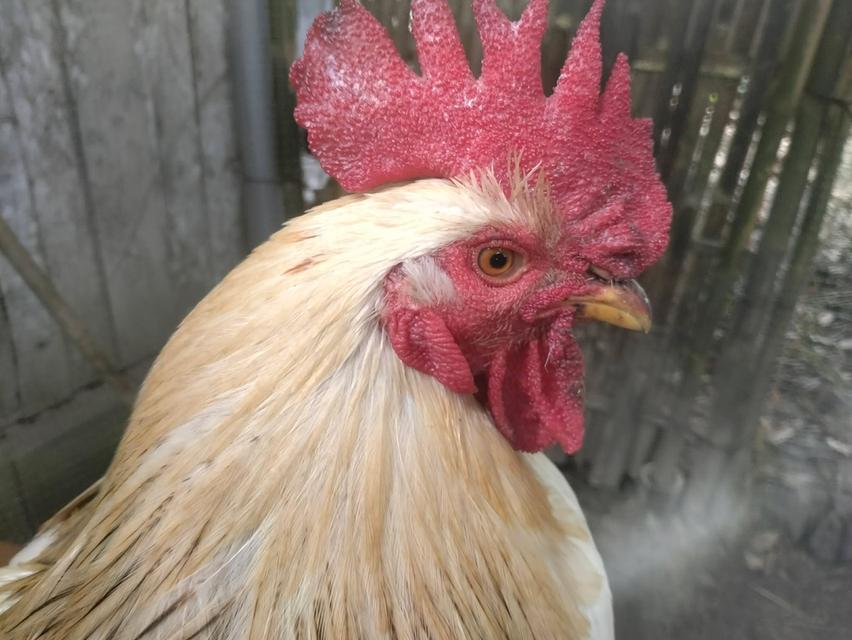 ไก่ไข่พ่อพันธุ์ไลทซันเช็คhybrid รูปที่ 2