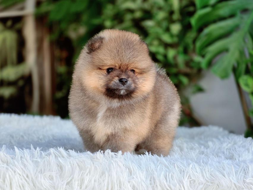 ปอมเมอเรเนัยนแท้ สีส้ม เพศเมีย รูปที่ 10