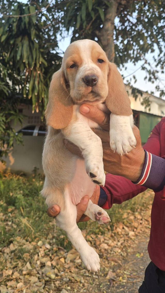 บาสเซ็ตฮาว์ดใบเพ็ดสมาคมพัฒนาพันธุ์สุนัข รูปที่ 10