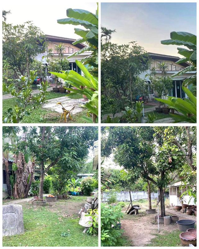 ขายที่ดิน เนื้อที่ 402 ตารางวา ซ. ติวานนท์48 แนวรถไฟฟ้าสายสีชมพู 4