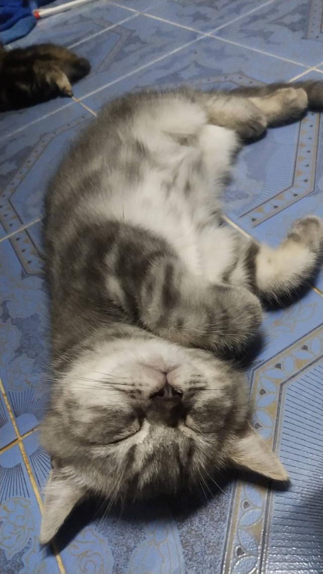 สก๊อตติช