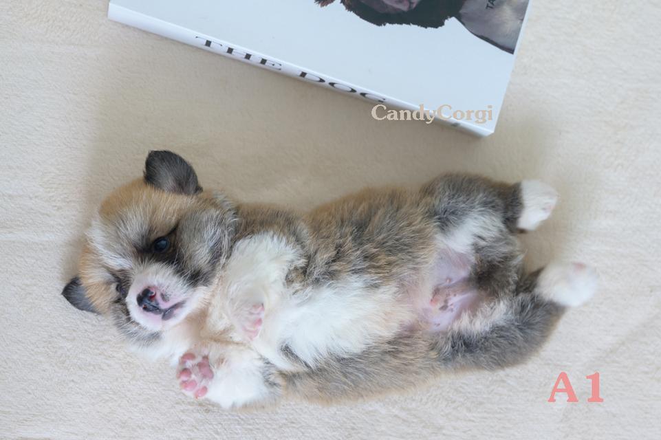 คอร์กี้ (Welsh Corgi)