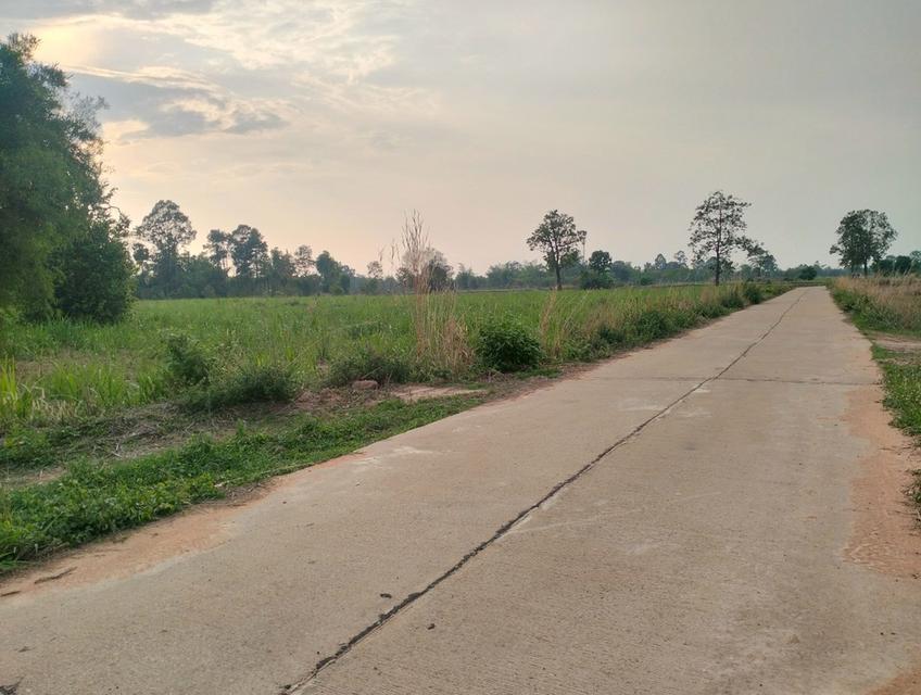 ขายที่ดิน7ไร่ ติดถนนคอนกรีต ระหว่างบ้านยิ่งสันไปบ้านสังคม ต.หลักเหลี่ยม อ.นามน จ.กาฬสินธุ์ 1