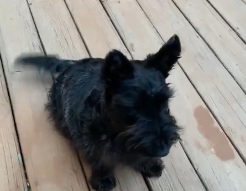 พร้อมปล่อยน้องหมา Scottish Terrier