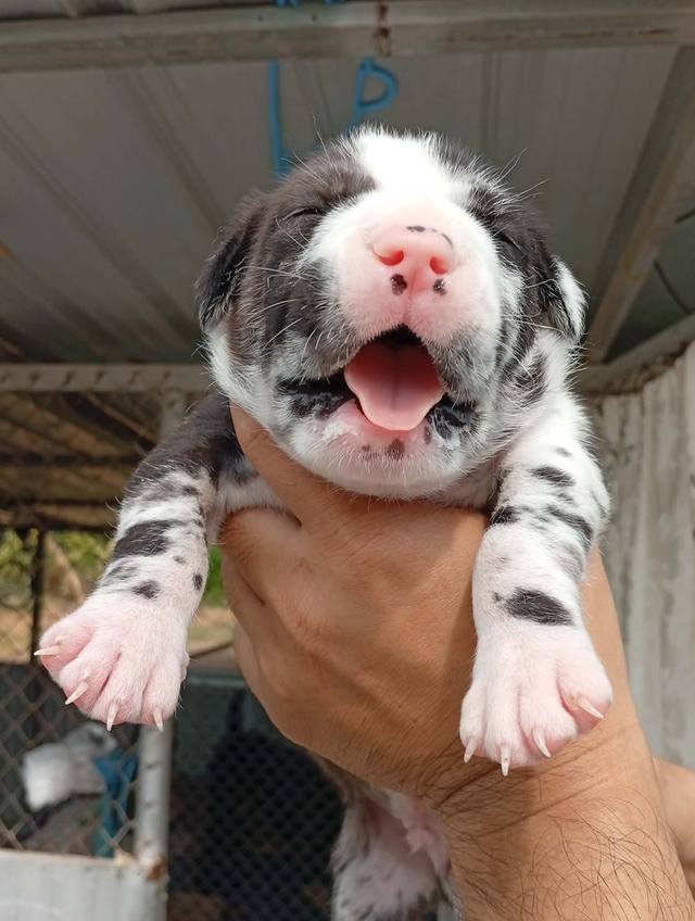 สุนัข concept dog xxl เพศผู้