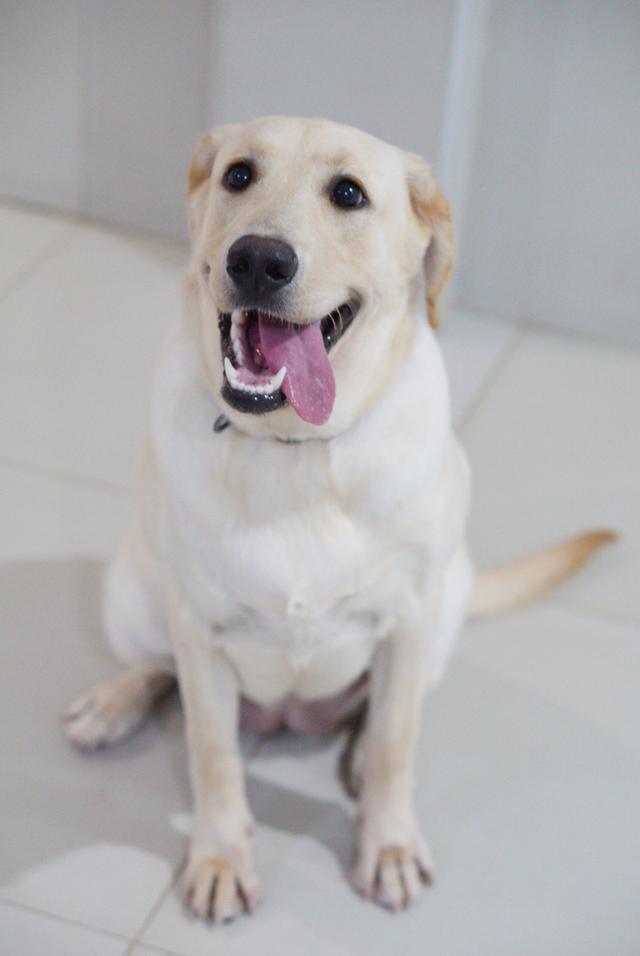 น้องแฮปปี้ พันธุ์ลาบาดอว์1ปี 5