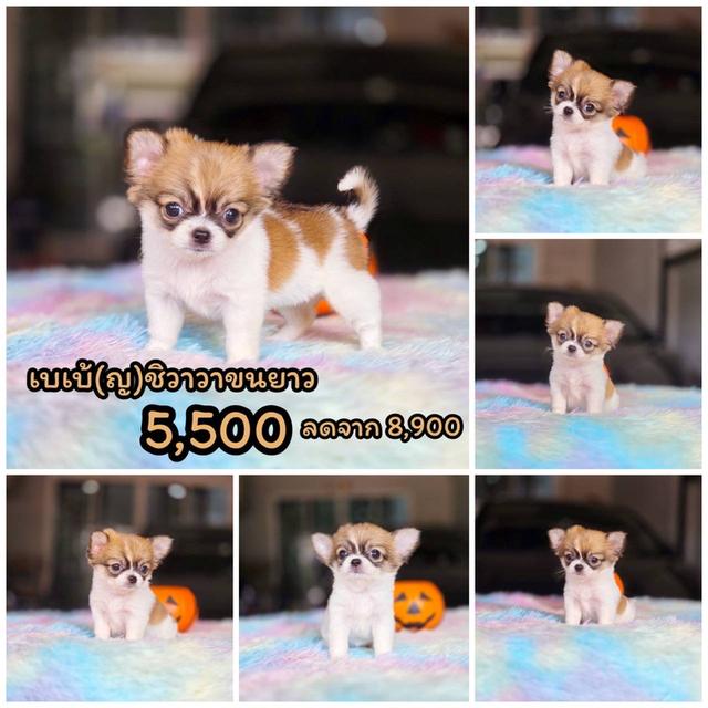 ชิวาวาแท้ ขนยาว เมีย