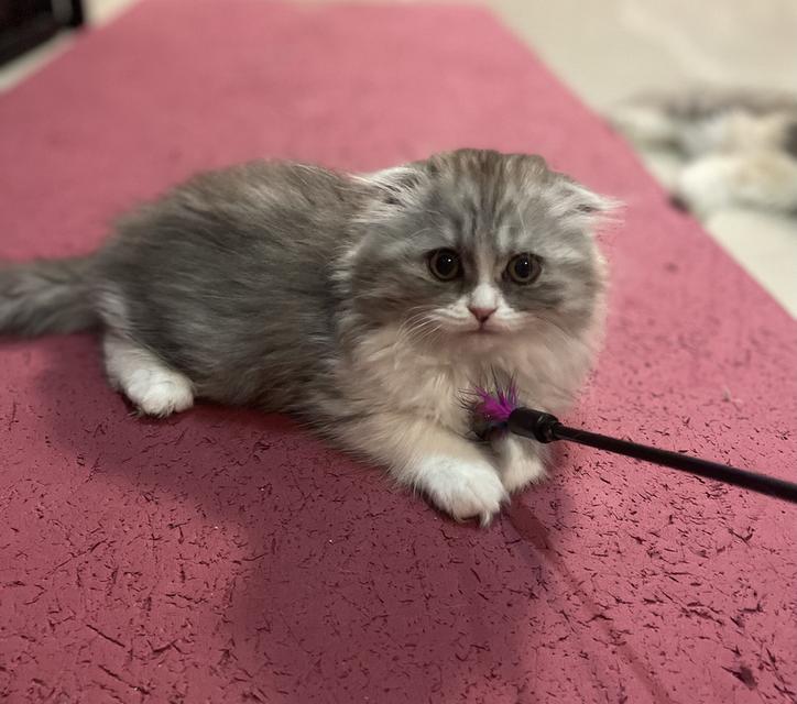 พร้อมย้ายเด็กหญิง3เดือน(สก็อตติชโฟลด์)