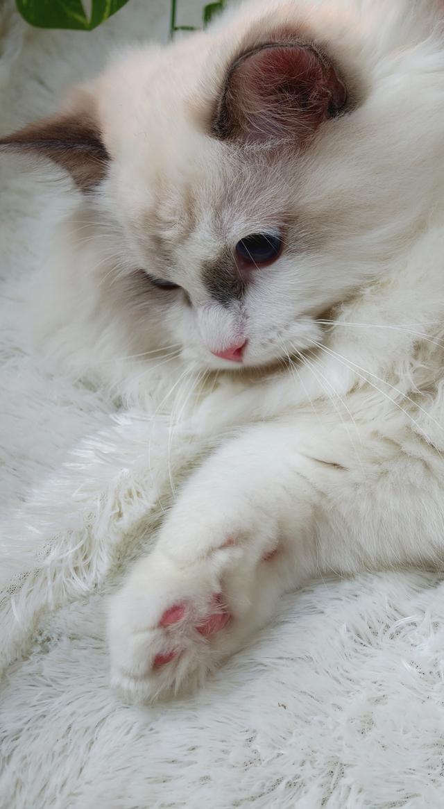 ลูกแมวแร็กดอลล์สายพันธุ์แท้ ดวงตาสีฟ้าสวยงาม 🐾💙 รูปที่ 9