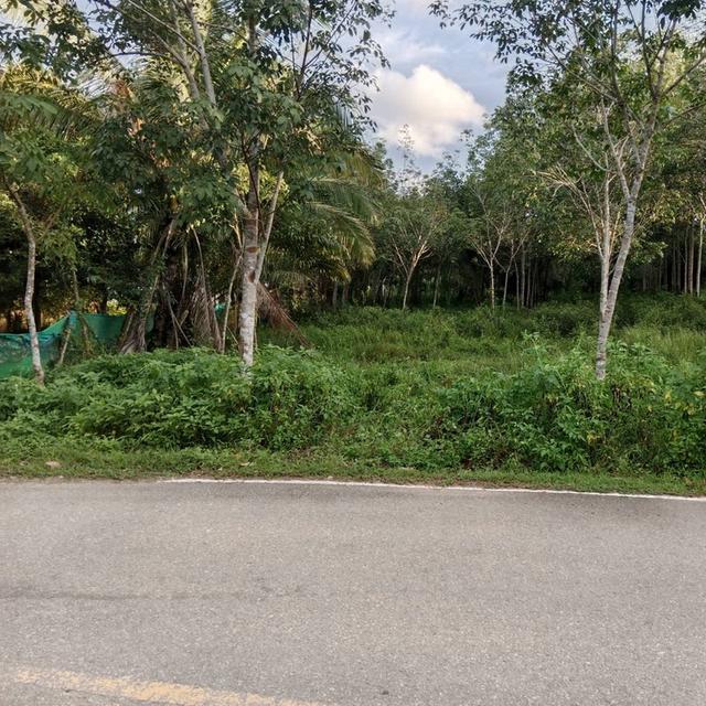 ขายที่ดิน 2 ไร่ – ทำเลดี หมู่ 2 ตำบลไสไทย อำเภอเมือง จังหวัดกระบี่ 🚗 สถานที่ใกล้เคียง ใกล้ห้างเซ็นทรัลกระบี่ เข้าทางหน้าแมคโ 1