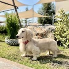 สุนัขดัชชุนสีขาว 2