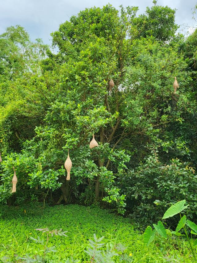 ที่ดิน 24ไร่ 92 ตรว. คลอง13 ลำลูกกา  จ.ปทุมธานี 3