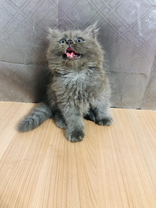 น้องแมวพันธุ์ หิมาลายันผสมชินชิล่า เพศผู้