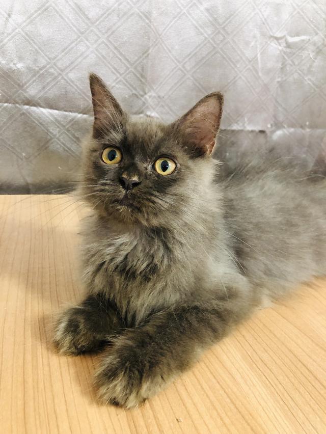 น้องแมวพันธุ์ หิมาลายันผสมชินชิล่า เพศผู้ 3