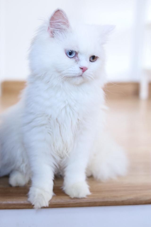 ขายแมวเปอร์เซียตาสองสีน่ารัก รูปที่ 2