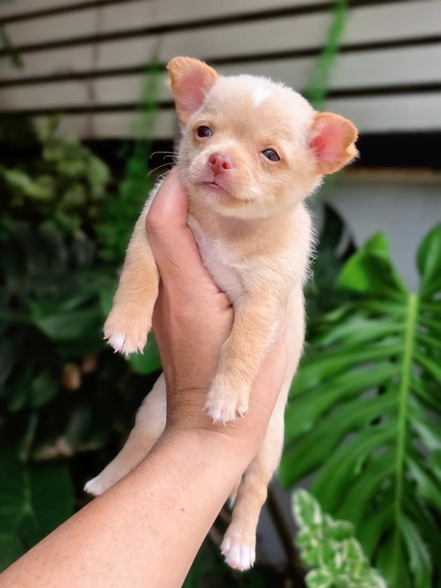 น้องชีโน่ตัวจิ๋วชิวาวาขนสั้นพันธุ์แท้น่ารักมาก 9