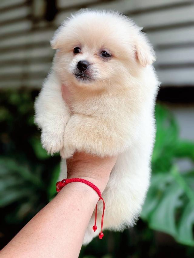 ปอมผสมชิวาวาเพศเมีย 5