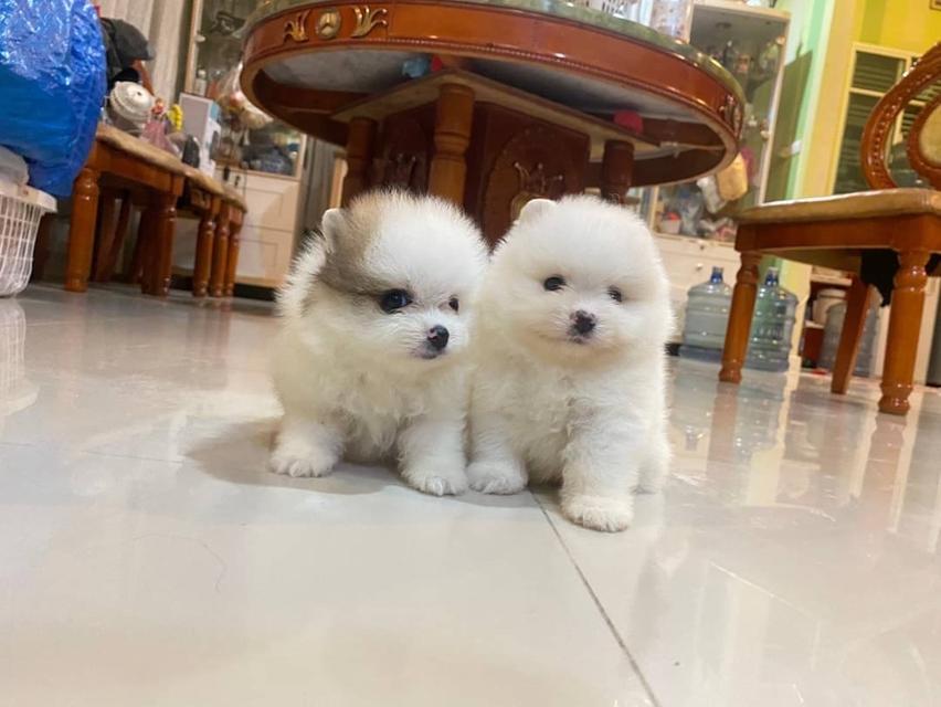 ลูกปอมแท้ น่ารัก จัดส่งฟรี