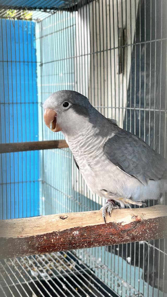 นกแก้วม๊องค์ Monk parrot