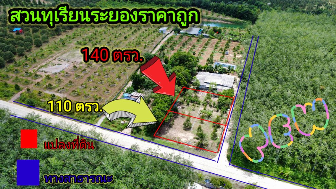 สวนทุเรียน แปลงเล็กขนาด140 ตรว. 1