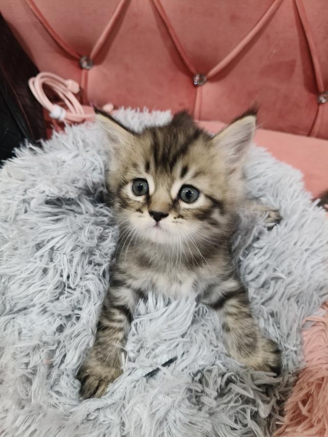 เด็กชาย หาบ้าน พร้อมย้าย 😻🫶🏡🏠💜 รูปที่ 4