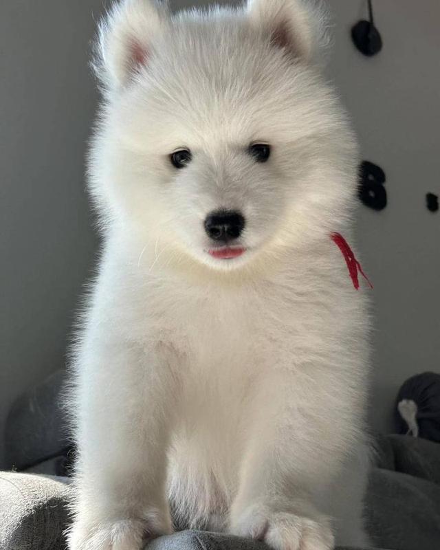 > Samoyed สายเลือดดี <  4