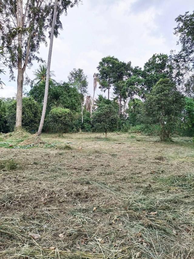 ขายที่ดินเปล่า ห้วยยายจีน  ห้วยใหญ่ ชลบุรี (เจ้าของขายเอง) 8