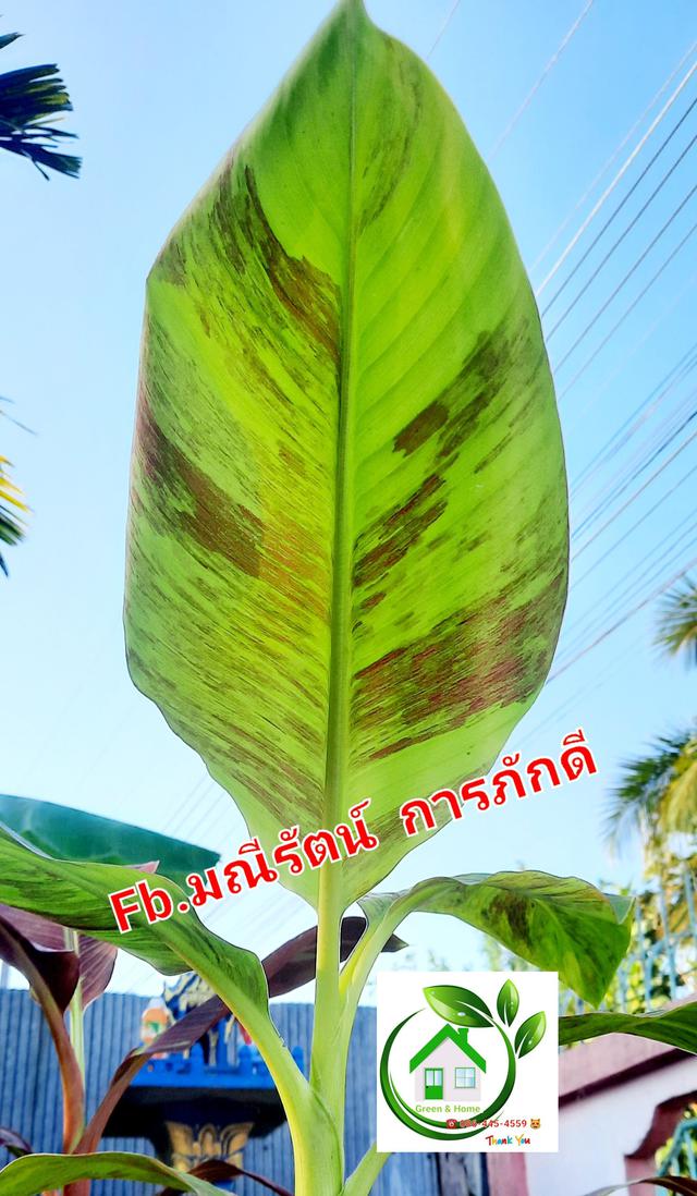 กล้วยแดงอินโด ลายแรร์ไอเทม เขียววากิว ลายเทพ 5