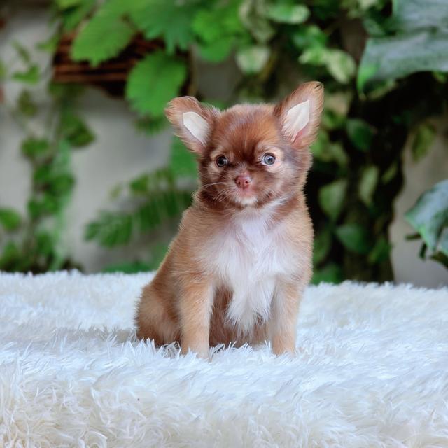 Chihuahuaเพศเมียขนยาวไซส์เล็ก 2