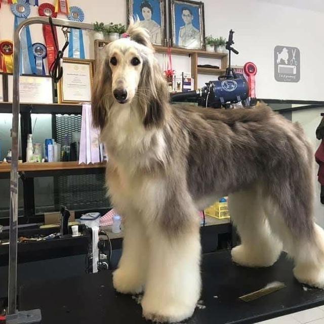 สุนัข Afghan Hound สีบลู 2