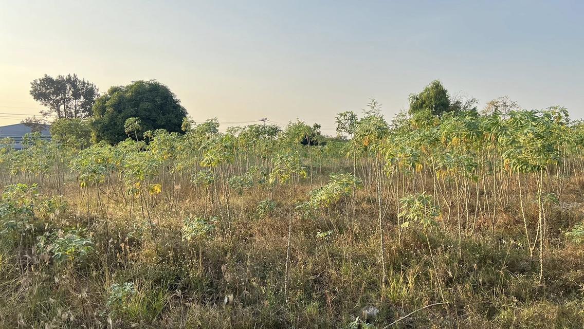 ขายที่ดินทุ่งสุขลา 12 ไร่ ติดคลองติดถนนคอนกรีตหลังตลาดเคหะแหลมฉบัง ใกล้ท่าเรือแหลมฉบัง-4กม. อ.ศรีราชา จ.ชลบุรี 1