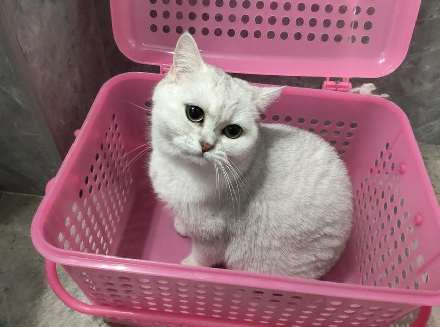 บริติช ชอร์ตแฮร์♀️อายุ2ปี  3