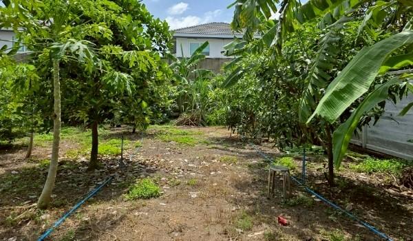 ขายขาดทุน ที่ดิน จตุโชติ หนองระแหง ถมแล้ว  พร้อมสวน เนื้อที่ 100 ตรว.ล้อมรั้วกำแพงรอบด้าน ทางด่วนรามอินทรา จตุโชติ 7