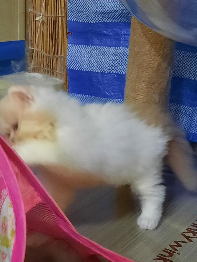 เด็กน้อย ผู้ชาย หุ่นหมี ขนฟู นุ่มๆ พกใบ SCFC 7