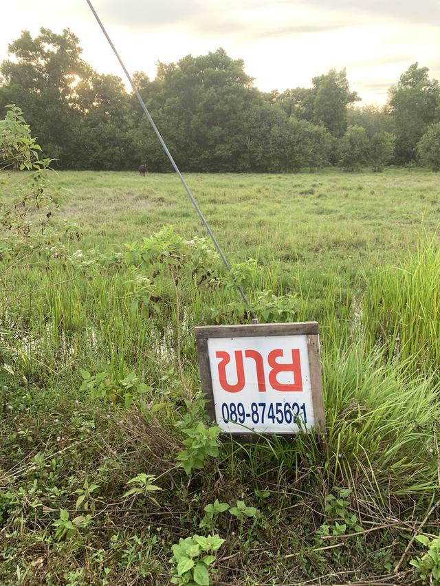 ที่ดิน ใกล้ มหางิทยาลัยวลัยลักษณ์ 7 ไร่ 4