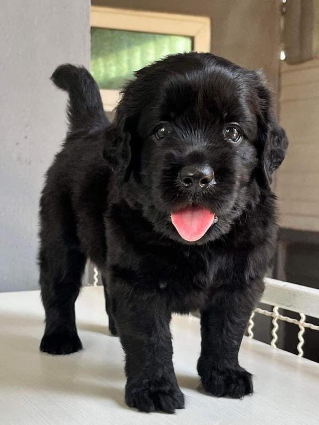 สุนัขลาบารดอร์สีดำ น้องน่ารัก ขนฟู สีดำ สวย 3